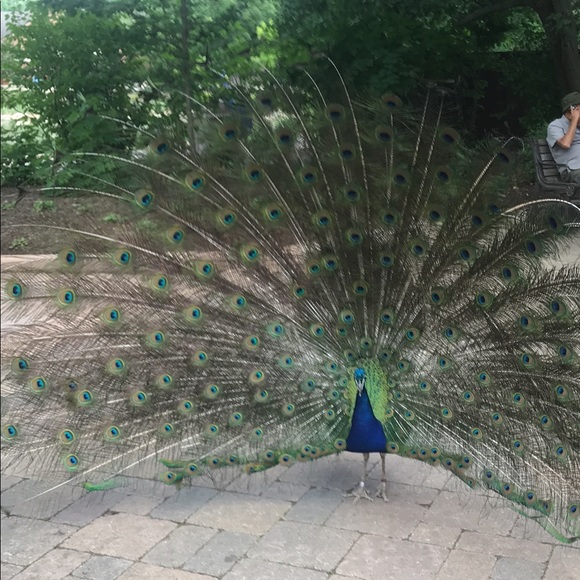 paintedpeacock1